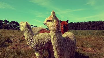 Vintage version! Alpaca Trekking near Edinburgh, at John Muir Alpacas - JohnMuirAlpacas.co.uk