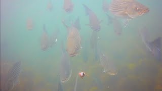 AWESOME Underwater Fishing Footage - Striped Bass Everywhere!