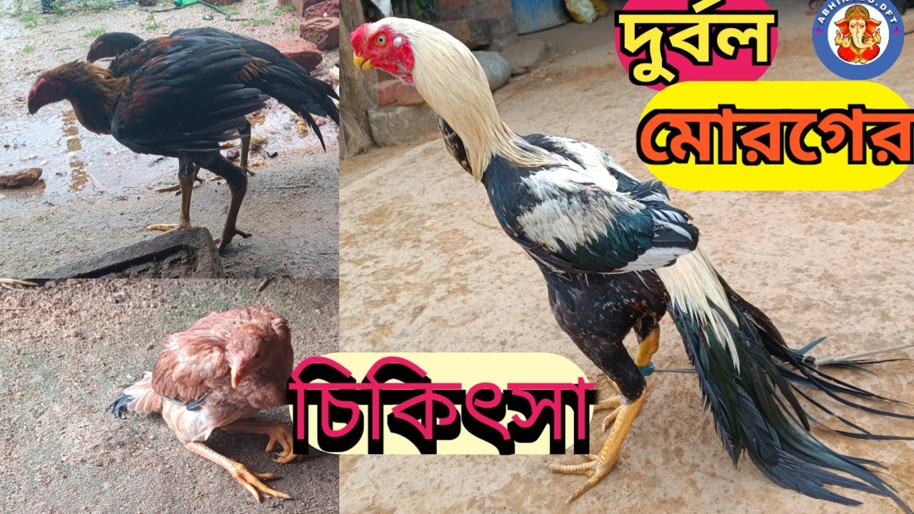 //assel farm//assel treatment///desi cock///দুর্বল মোরগের চিকিৎসা//