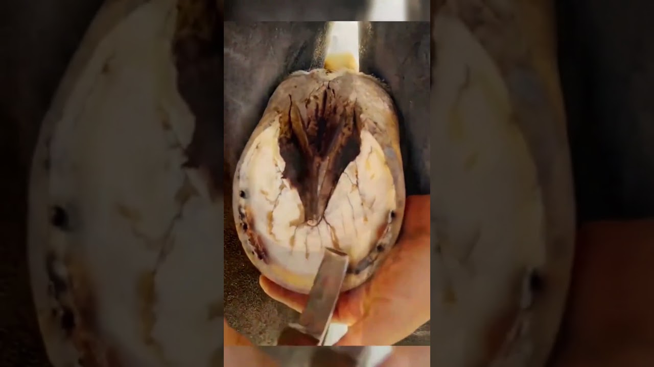 Cleaning Saves Horse 