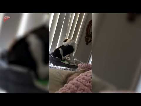 Nosy Dog Tumbles Off Bed While Peeking Out of Window - 1813297
