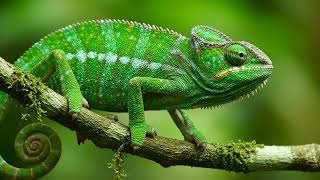 Animal Groups for Kids | Mammals, Birds, Fish, Reptiles, Amphibians, Insects