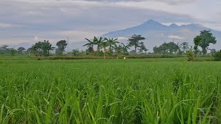 Download Lagu 15 TEMBANG NIKE ARDILLA NO IKLAN | Lagu Pop Nostalgia 80-90an | Lagu Kenangan  MP3