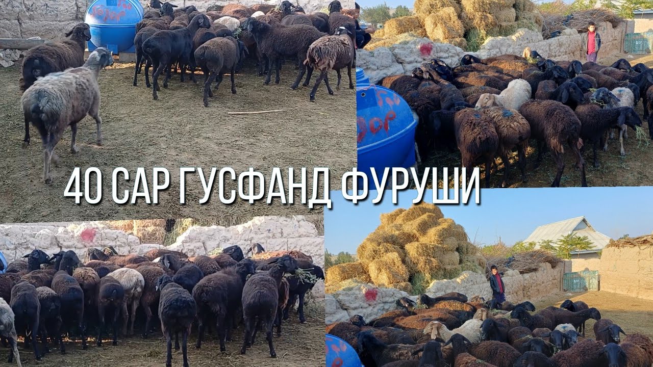 40 сар гусфандойи бугуз ФУРУШИ АРЗОН 