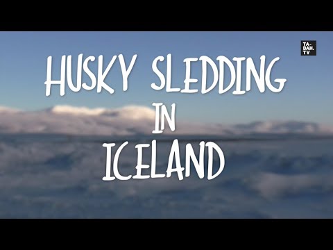 Wideo: Dogsledding W Szwedzkiej Laponii [PIC] - Matador Network