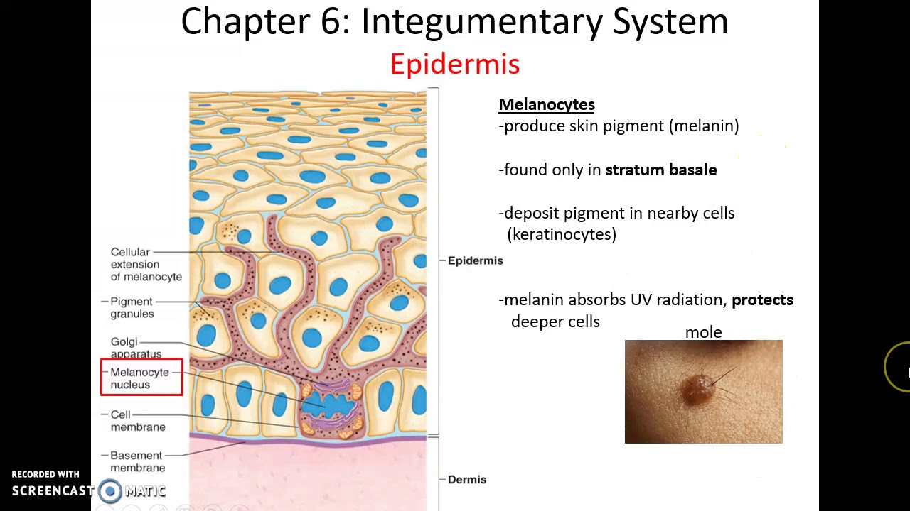 Human Anatomy & Physiology: Chapter 6 Integumentary System - YouTube