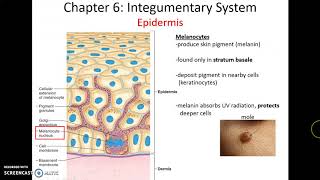 Human Anatomy & Physiology: Chapter 6 Integumentary System