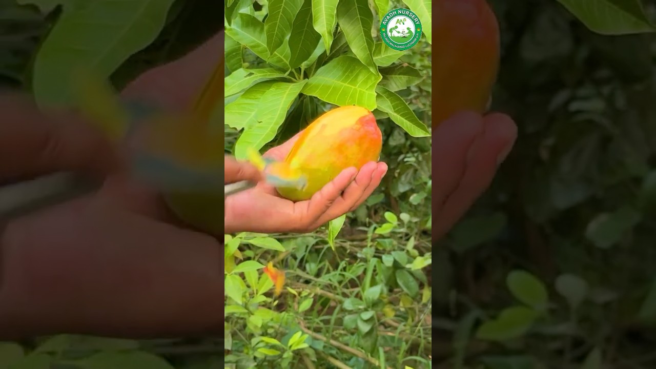 SURKHA BURMA MANGO🥭  