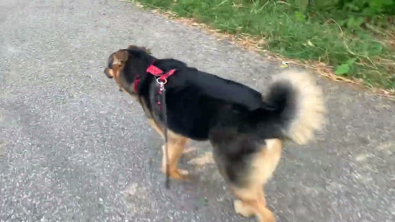 German shepherd  and border collie mix the Bema walking
