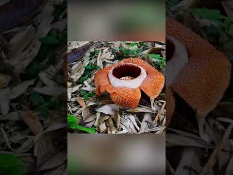 Video: Rafflesia (gul): tavsif va fotosurat