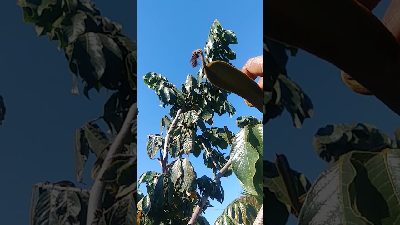 Ice Cream Bean Tree grown from seed