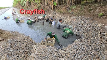 Nông dân trúng lớn tôm càng xanh 1,520 tấn giá 110k dồn sệt nước khúc cuối kênh | Crayfish