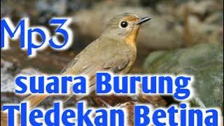 Mp3 Suara Burung Tledekan Betina