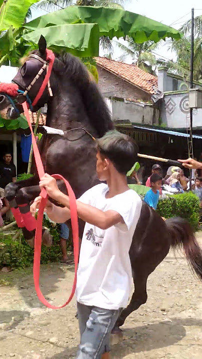Pecut Amara suli sudah menggober #kuda