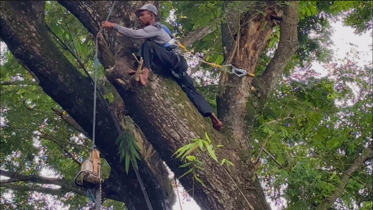 ОПАСНАЯ‼️РУБКА БОЛЬШИХ ДЕРЕВЬЕВ ТРЕМБЕЗИ ЗА ДОМАМИ ЖИЛЫХ ДОМОВ