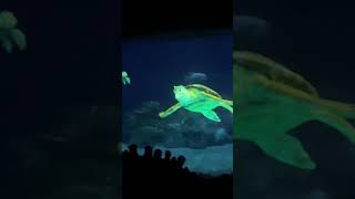 In The Big Blue World With Nemo Net Worth
