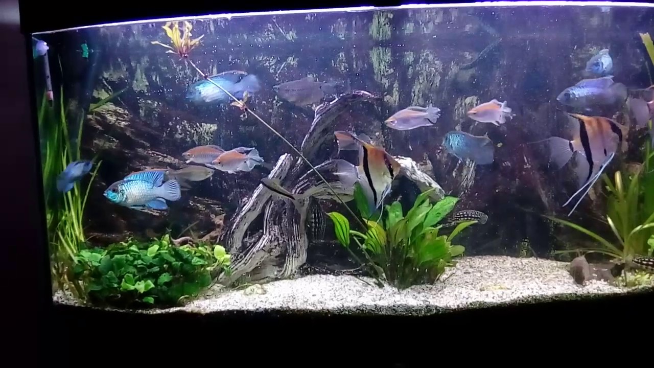 Electric Blue/ Skalar/ Kongosalmler, etc.Aquarium YouTube