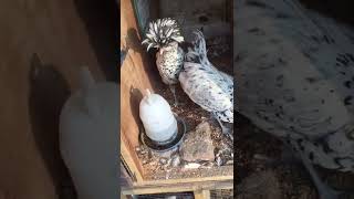 Houdan Chicken Breed / Fancy Chicken Breed / French Native Chicken Breed