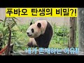 [PandaTV] #푸바오 탄생의 비밀!! 그 비밀의 문이 열립니다!! #푸바오#러바오#아이바오