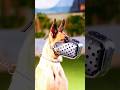 Elkady k9 muzzle