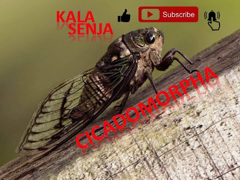 Video: Hebben alle insecten tubuli van Malpighian?