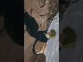 Maki vs Naoya #makizenin #jujutsukaisen #naoyazenin #jujutsukaisenedit #amv