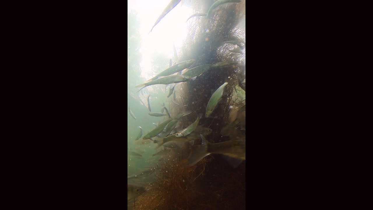 Underwater fish spawning, rare footage