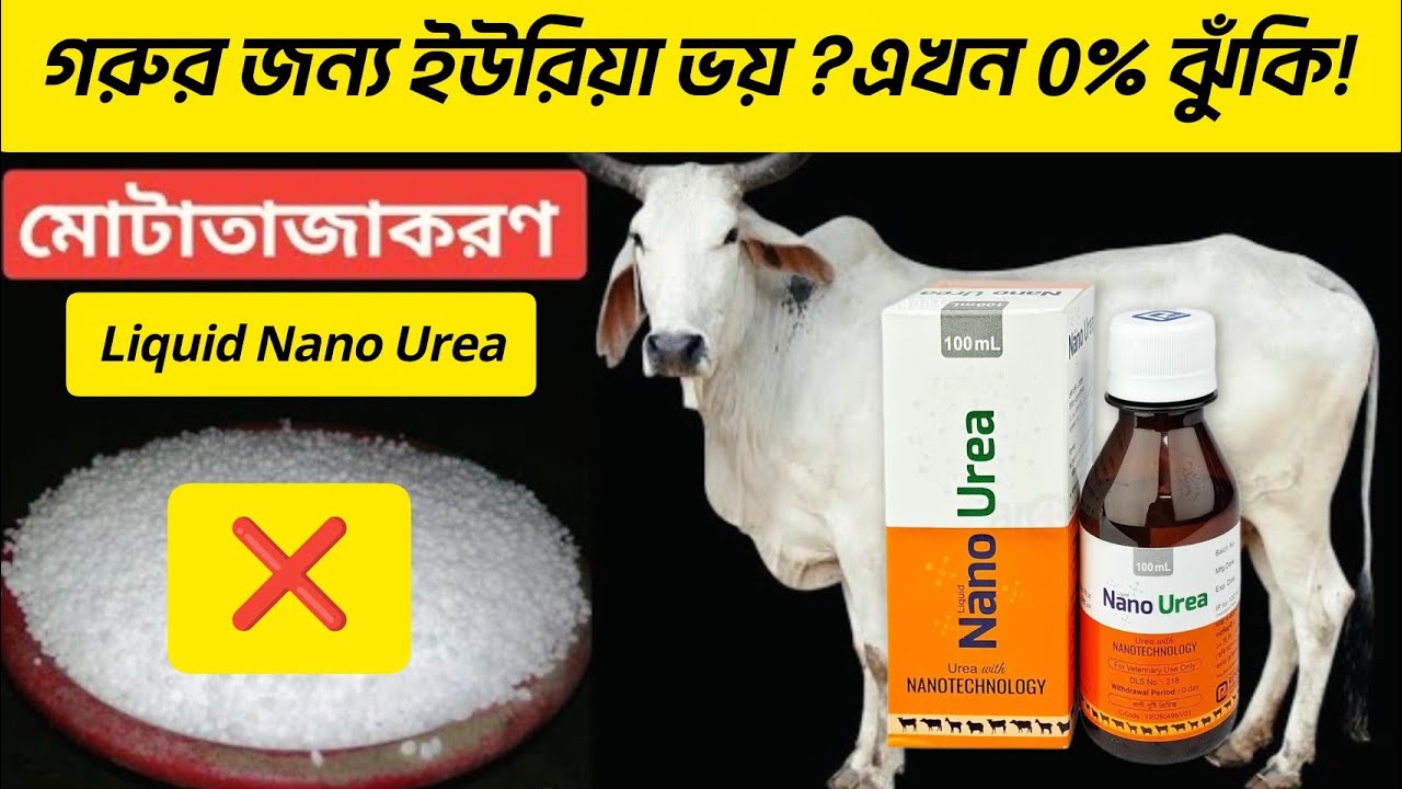 গরুর জন্য ইউরিয়া ভয় ?এখন 0% ঝুঁকি! ||নতুন যুগের ফিড টেকনোলজি: Liquid Nano Urea|| Animal Health Care 