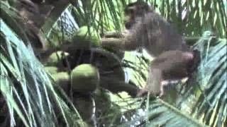 Briket dari Tempurung Kelapa