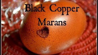 Black Copper Marans & Chocolate Eggs! ~ Black Copper Marans Chickens Chocolate Coloured Eggs