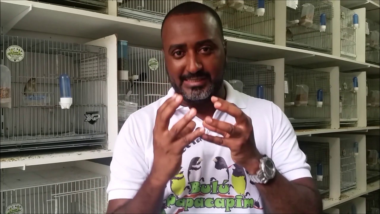 QUANDO MEU PARDO IRÁ VIRAR DE COR