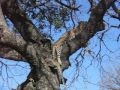 Leopardsinatree