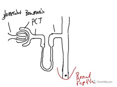 How to Biology & Anatomy: Nephron 2 - YouTube