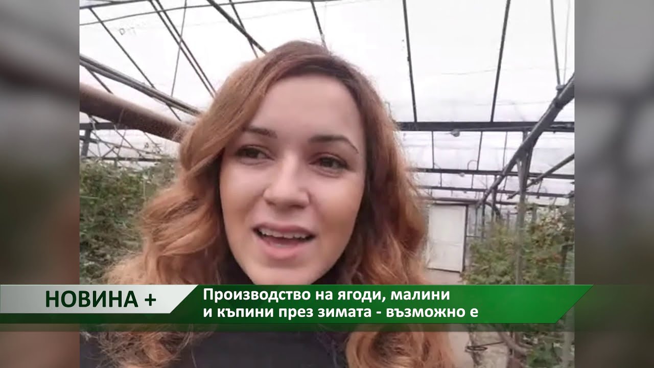 Новина плюс: Производство на ягоди, малини и къпини през зимата - възможно е,