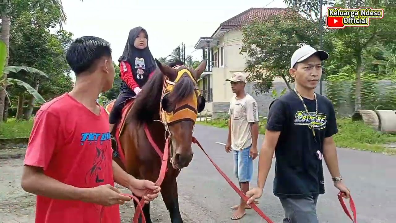 Silaturahmi ke Kandang Kuda Jack OT 🔴