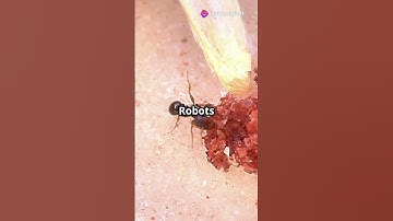 "How Insects Inspire the Future of Robotics! #InsectInspiration #Robotics"