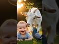 🥳 Hoshiyar Kabootar Aur Bakri Ki Dileri Dil Jeet Liya ♥️😱#kabootar #cutebaby #dil #al #sad#shorts