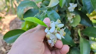Removing Citrus Flowers to Focus on Growth