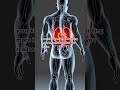STOP Creatinine Spikes With This Anti‑Inflammatory Nut! | EverAlive