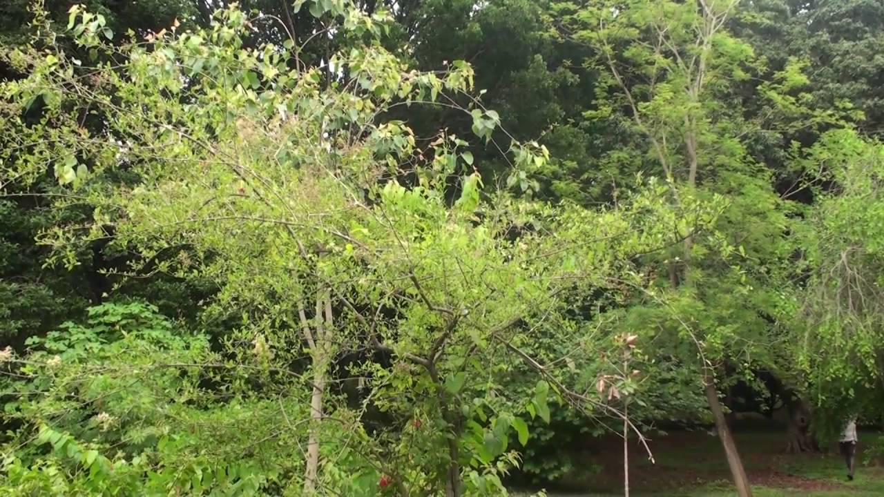 Henna Lowsonia inermis insects picture