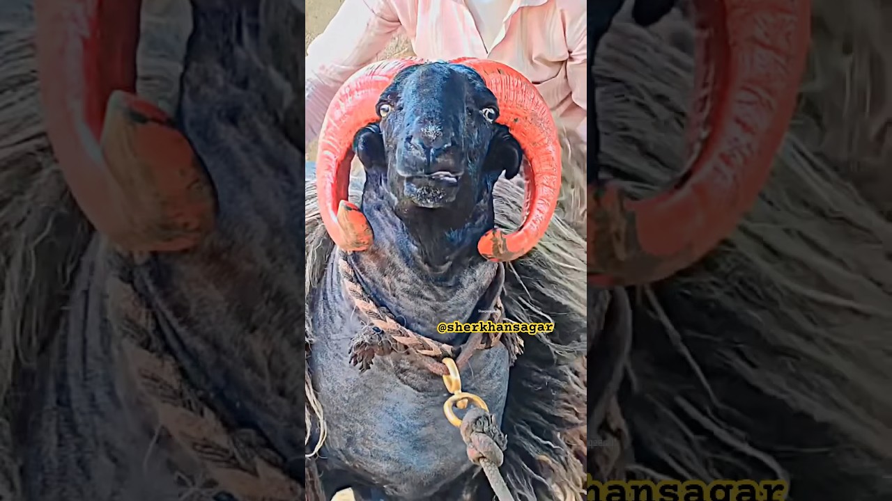 Karnataka heavy weight sheep 