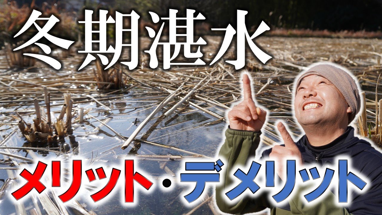 【即採用!?】冬期湛水のメリット・デメリット