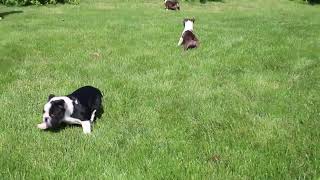 Boston Terrier Puppies For Sale