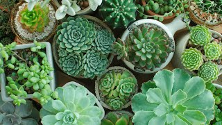 Top 10 Reasons Why Your Potted Plant Leaves Are Drying and How to Fix Them | Agri Farming