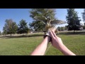 American Kestrel Training 3