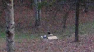 Leaf Sledding in Tenn 3