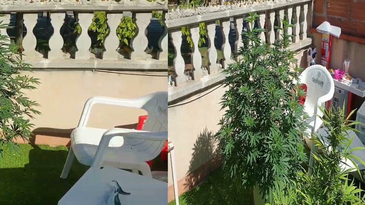 Харв S.A.D.  S1 Sweet Seeds фотик 2 июля - 2 октября от Мария Любит Хуана 