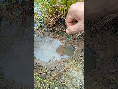 mancing belut galak dilubang besar #shorts