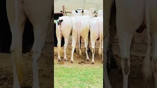 COW Mandi 2026 Bakra Eid 2026 Fath Jang bulls 2026 qurbani 2026 MudasserVideoDhokPehla