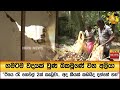 ගමටම|sin